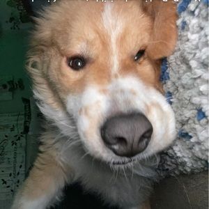 Meet your Posher, Joss